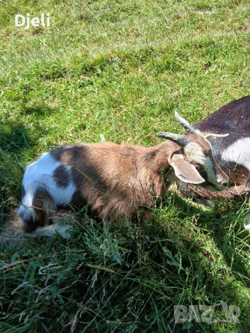 продавам кози и ярета