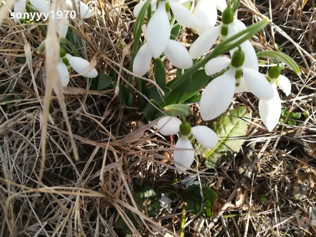 ЛОТ ЛУКОВИЦИ С КОКИЧЕТА В САКСИЯ 0202251645, снимка 8 - Градински цветя и растения - 48931567