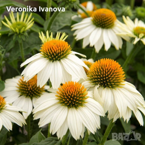Эхинацея, снимка 2 - Градински цветя и растения - 53078180
