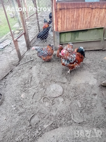 Продавам млади чифтове Орпингтон порцелан!, снимка 2 - Кокошки и пуйки - 52996427