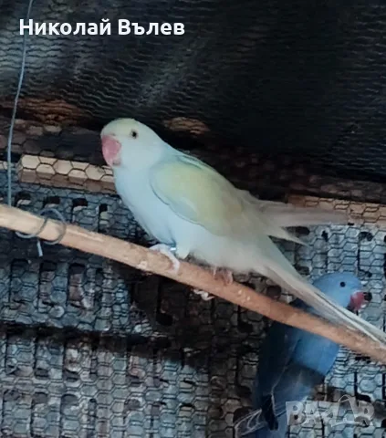 Женски малък Александър , снимка 2 - Папагали - 56518875