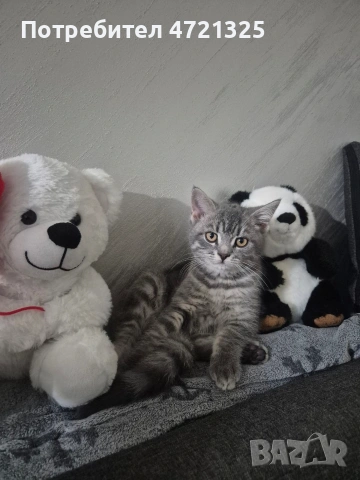 Британско таби. , снимка 4 - Британска късокосместа - 53250363