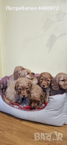 Свободни 4 мъжки кученца кокер шпаньол/пудел, снимка 3 - Кокер шпаньол - 52970610