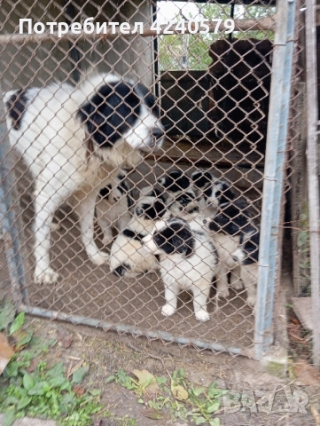 Каракачанки останаха мъжки кутрета, снимка 7 - Каракачанска овчарка - 52105803