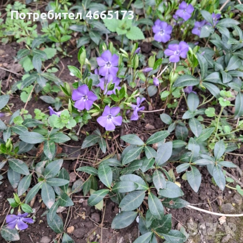 Градинска Винка Минор , снимка 5 - Градински цветя и растения - 54059975