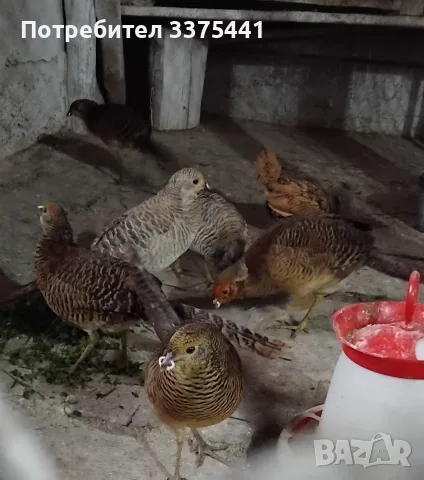  млади червенозлатни и жълтозлатни фазани 