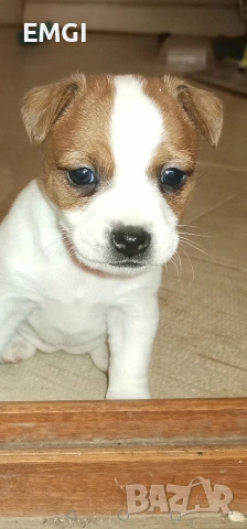 Джак ръсел териер ТВЪРДОКОСМЕСТ, снимка 2 - Джак ръсел териер - 53238227