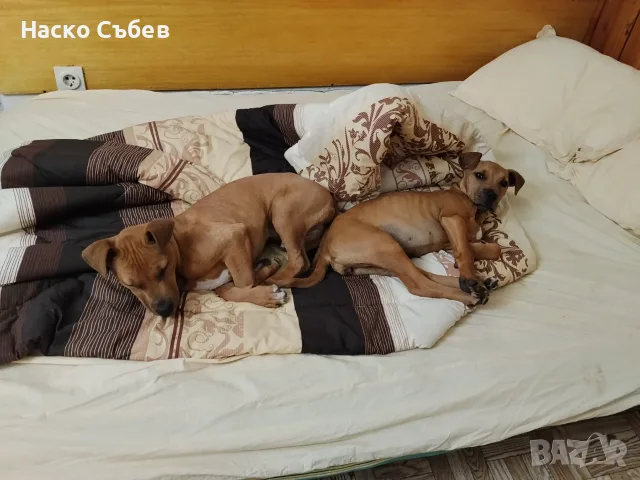 Американски битбул , снимка 6 - Питбул - 56398357