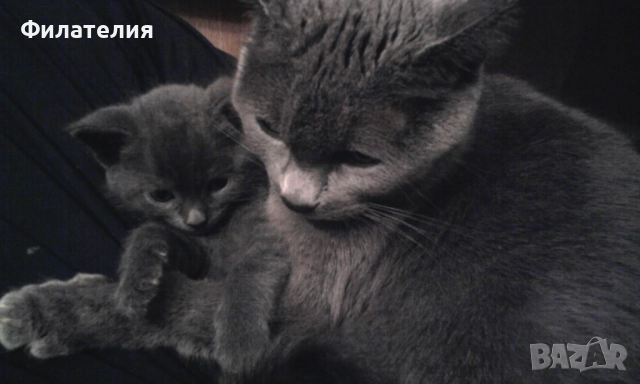 Сини Руски котета 