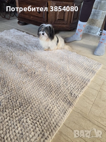 Бивър Йоркширски териер момиче 