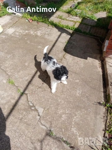 Кокер лагото