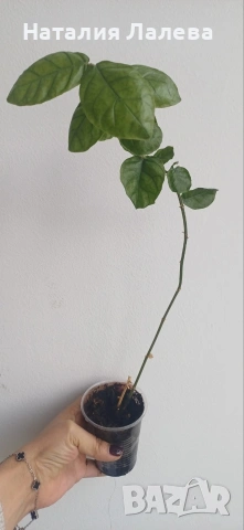 Жасмин, Jasmine Grand Duke, снимка 4 - Стайни растения - 54188610