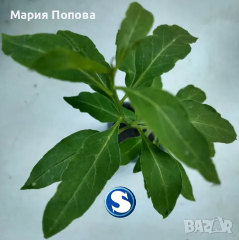 РАЗСАД "ГОДЖИ БЕРИ", снимка 1