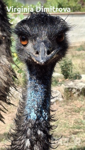 Оплодени яйца от Ему , снимка 4 - други­ - 52663660