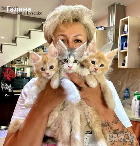 Котенце Мейн Кун, снимка 5 - Мейн кун - 26713468