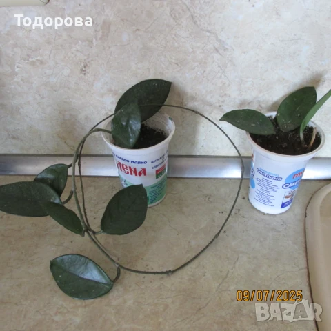 стайни цветя, снимка 5 - Стайни растения - 50959976