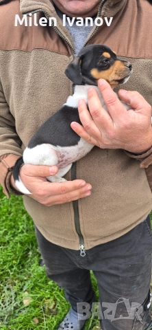 Джак Ръсел териер, снимка 3 - Джак ръсел териер - 52710876