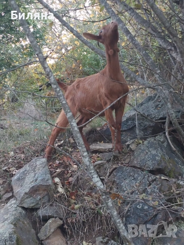 Женско яре, снимка 2 - Кози - 52121081