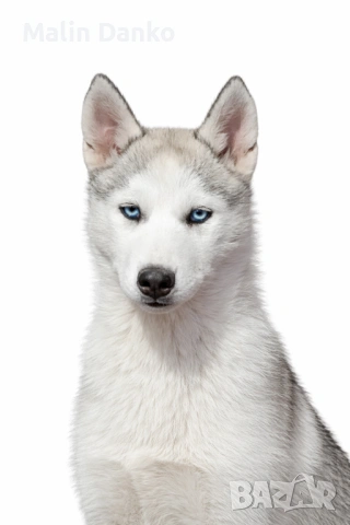  Невероятно Сибирски  Хъскита за  нов дом   , снимка 3 - Хъски - 53072309