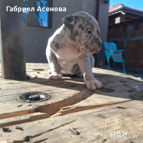 свободни Американски були , снимка 12 - Други животни - 56337723