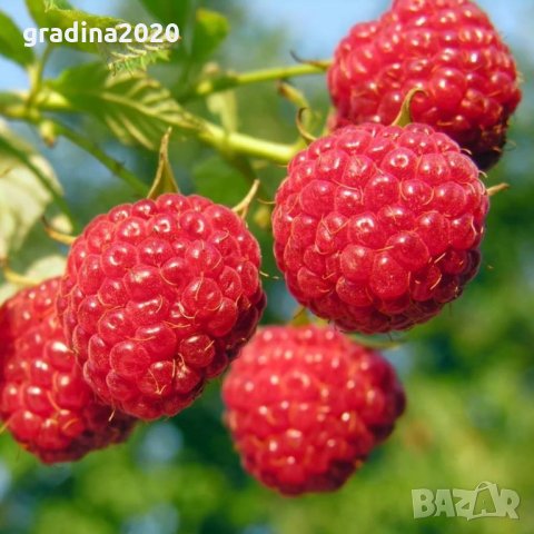 Разсад Малина  - целогодишна