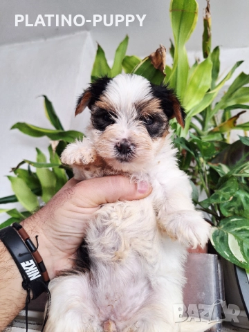 Йорки Бивер, снимка 3 - Йоркширски териер - 52834176