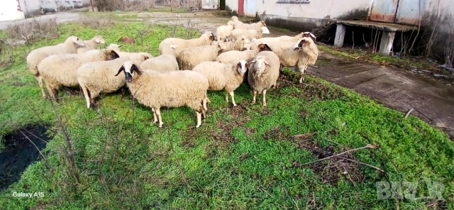 Свободни овце и кочове!, снимка 8 - Овце - 53276147
