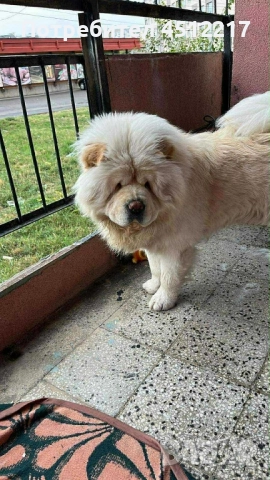 Продавам чау чау , снимка 1