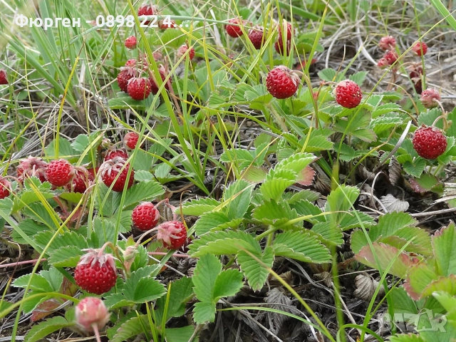 ЯГОДA АТИЛА - ГОРСКА, снимка 5 - Разсади - 51946771