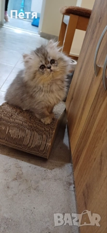 Персийско котенце, снимка 4 - Персийска - 46129032