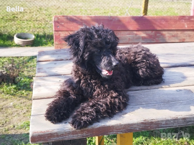 Мини пудел , снимка 3 - Пудели - 54131695