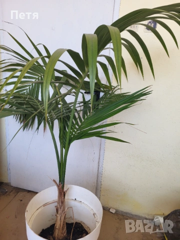 растение палма , снимка 2 - Градински цветя и растения - 53941419