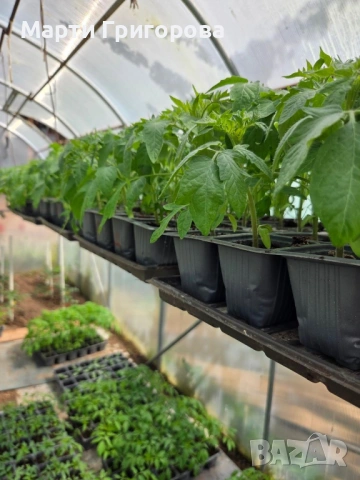 Разсад домати Нови Искър