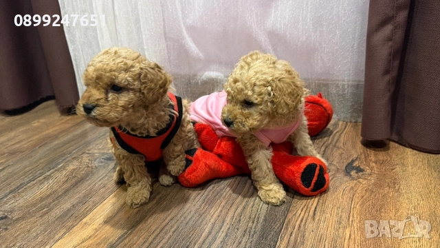 Пудел тойчета , снимка 4 - Пудели - 52671681