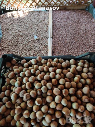 Лешници реколта 2026, снимка 14 - Домашни продукти - 55811754