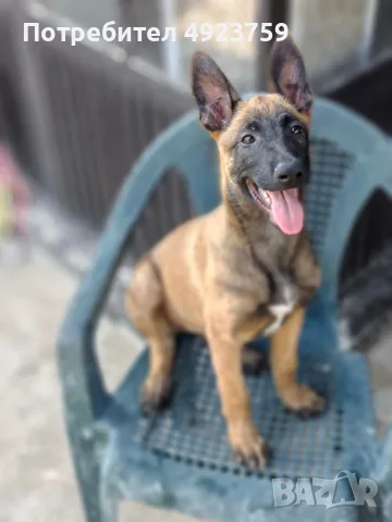 Belgium malinois pups