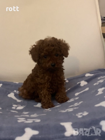 Той пудел, снимка 2 - Пудели - 52825480