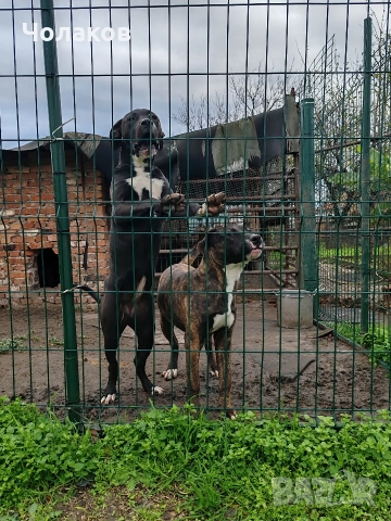 Presa argentino , снимка 6 - Дого аржентино - 50600443