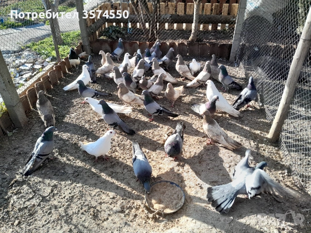 Продавам Римски гълъби, снимка 7 - Гълъби - 53164416
