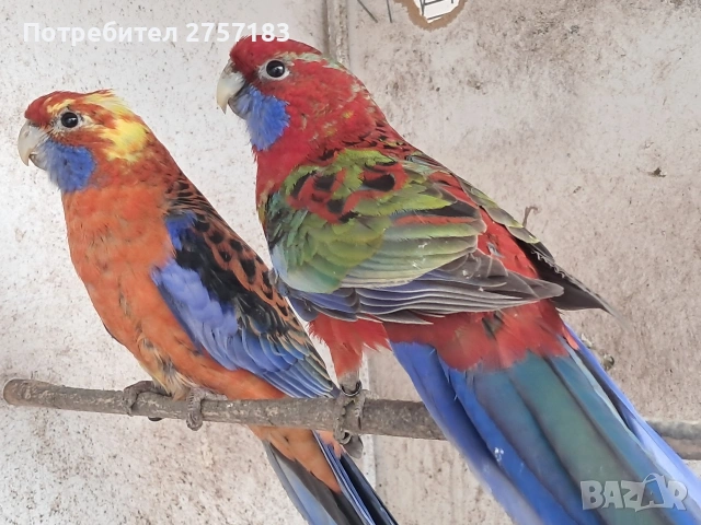 продавам папагали пенантова розела, снимка 3 - Папагали - 53993581