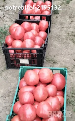 Розов Селски не хибриден домат, снимка 5 - Домашни продукти - 55730136