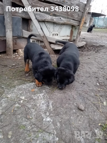 Ротвайлери ,след 2ра ваксина, снимка 6 - Ротвайлер - 52865622