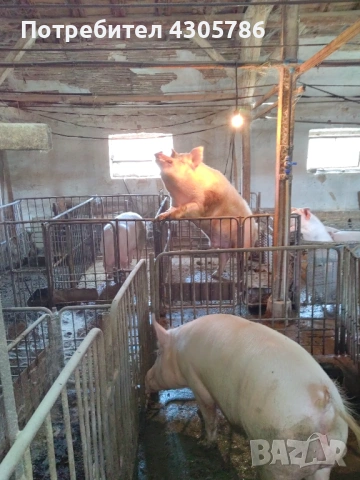 прасета за месо