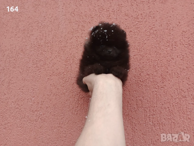 Мъжки шоколадов Померан. Реални снимки от 01.02.26 г., снимка 2 - Померан - 53307918