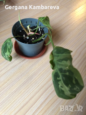 Philodendron Gloriosum Snow Leopard 