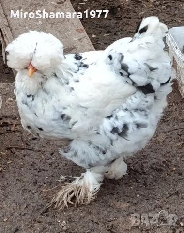 Яйца от Струмски стандарт, снимка 6 - Кокошки и пуйки - 53938212