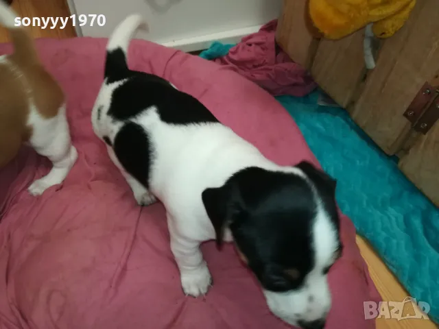 ДЖАК РЪСЕЛ-БЕБЕТА ДЖАКОВЕ-ВИДИН 0302251844, снимка 13 - Джак ръсел териер - 48948026