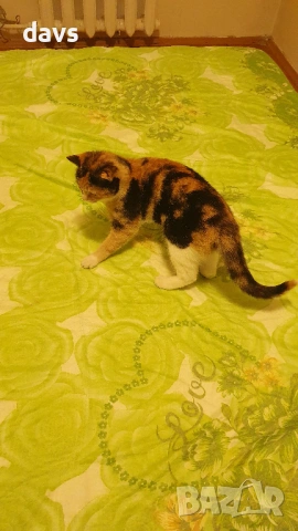 Приемен / постоянен Дом за трицветна принцеса, снимка 11 - Други - 53331402