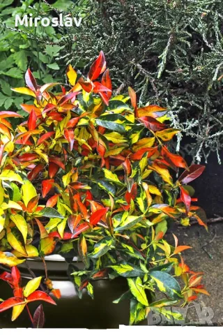 Азиатски Жасмин-(Триколор), снимка 7 - Градински цветя и растения - 49373875