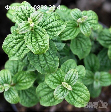 Дрян Компреса (Cornus sanguinea Compressa), снимка 5 - Градински цветя и растения - 42215028